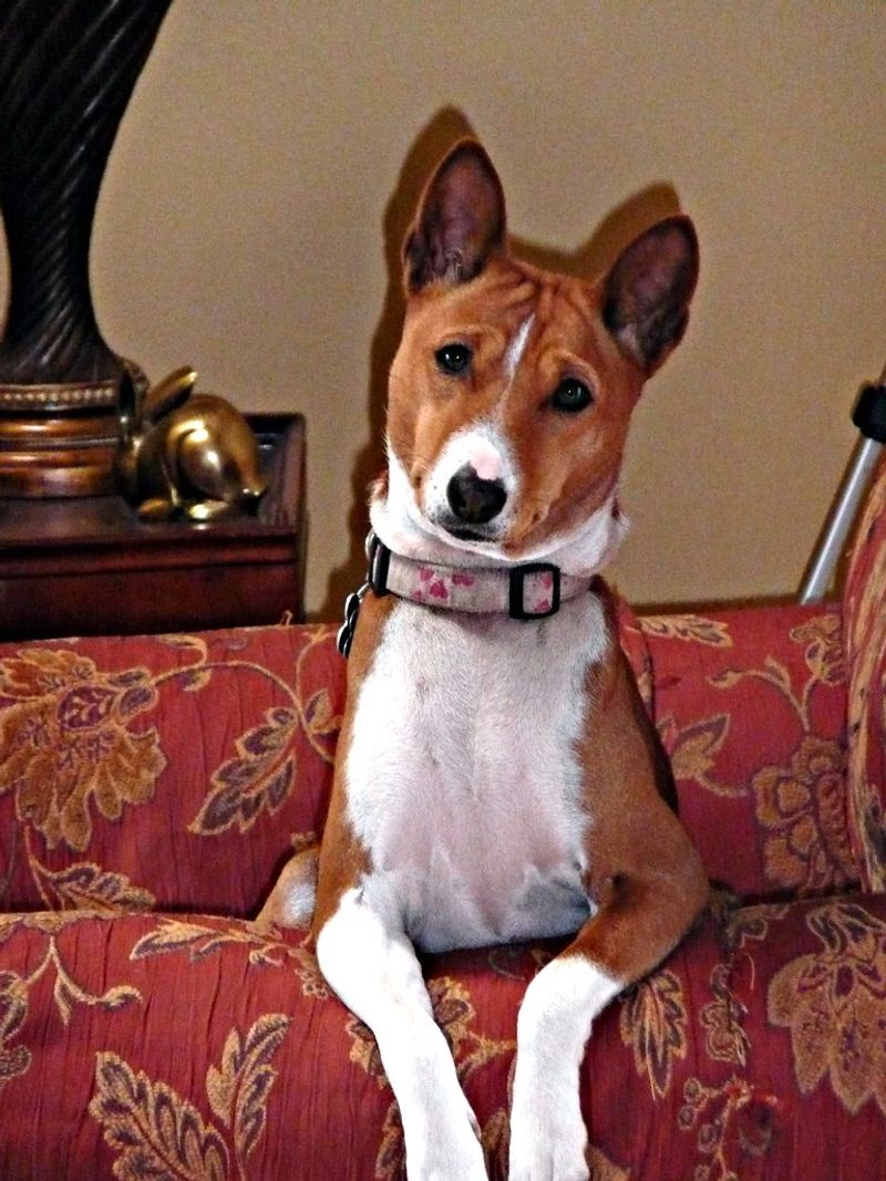 Basenji
