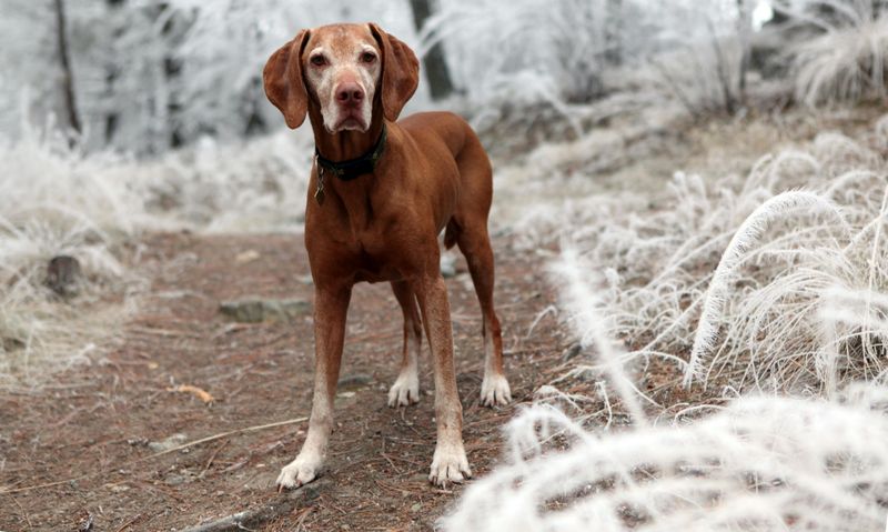 Vizsla