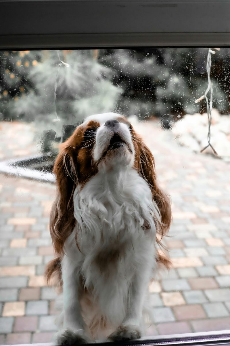 Cavalier King Charles Spaniel