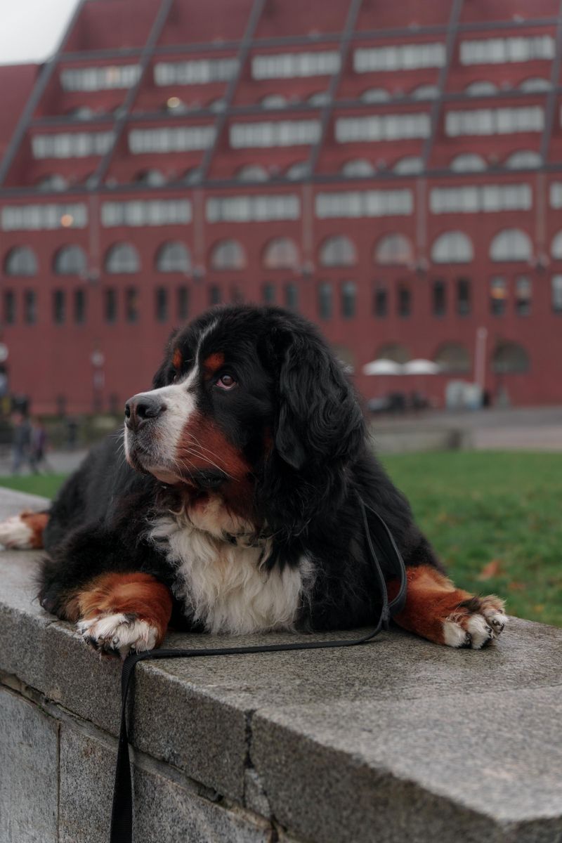 12 tricolor dogs with markings that look almost deliberately painted 2 Bernese Mountain Dog: A Coat Like a Mountain Mural
