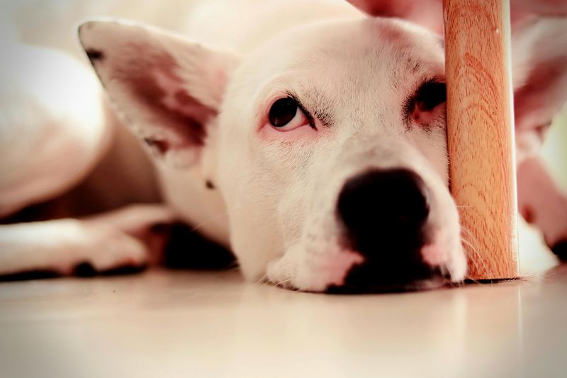 Harsh or punishment-based training