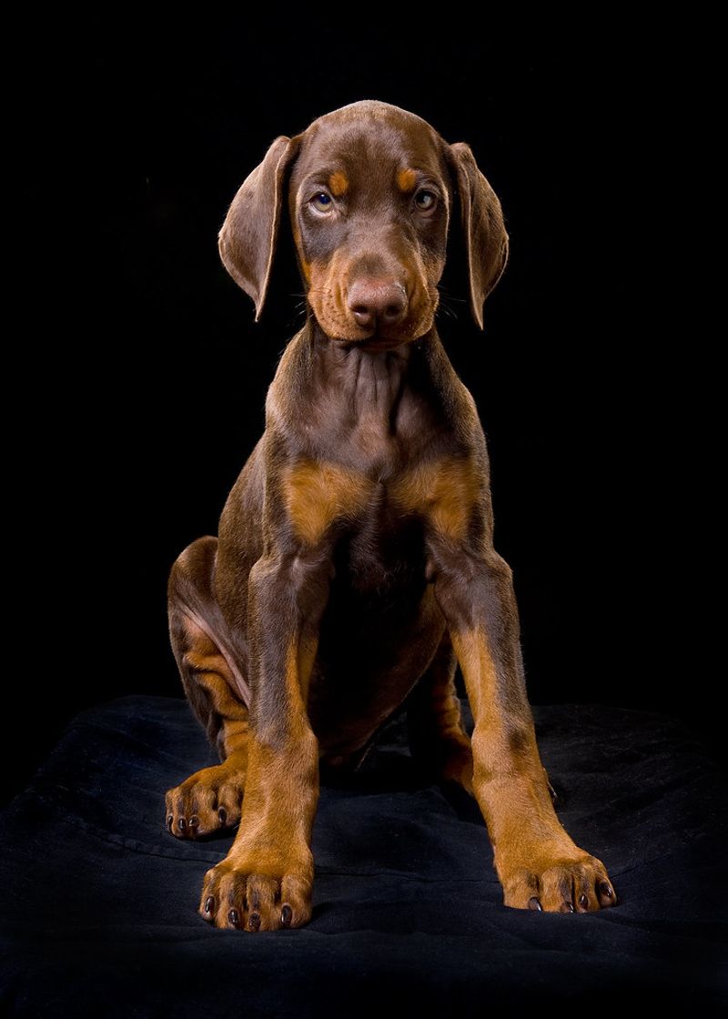 Doberman Pinscher