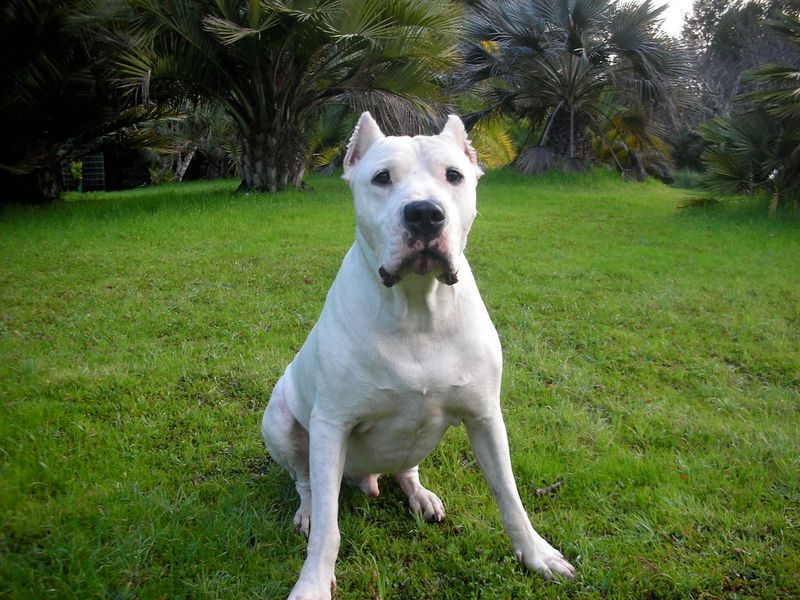 Dogo Argentino