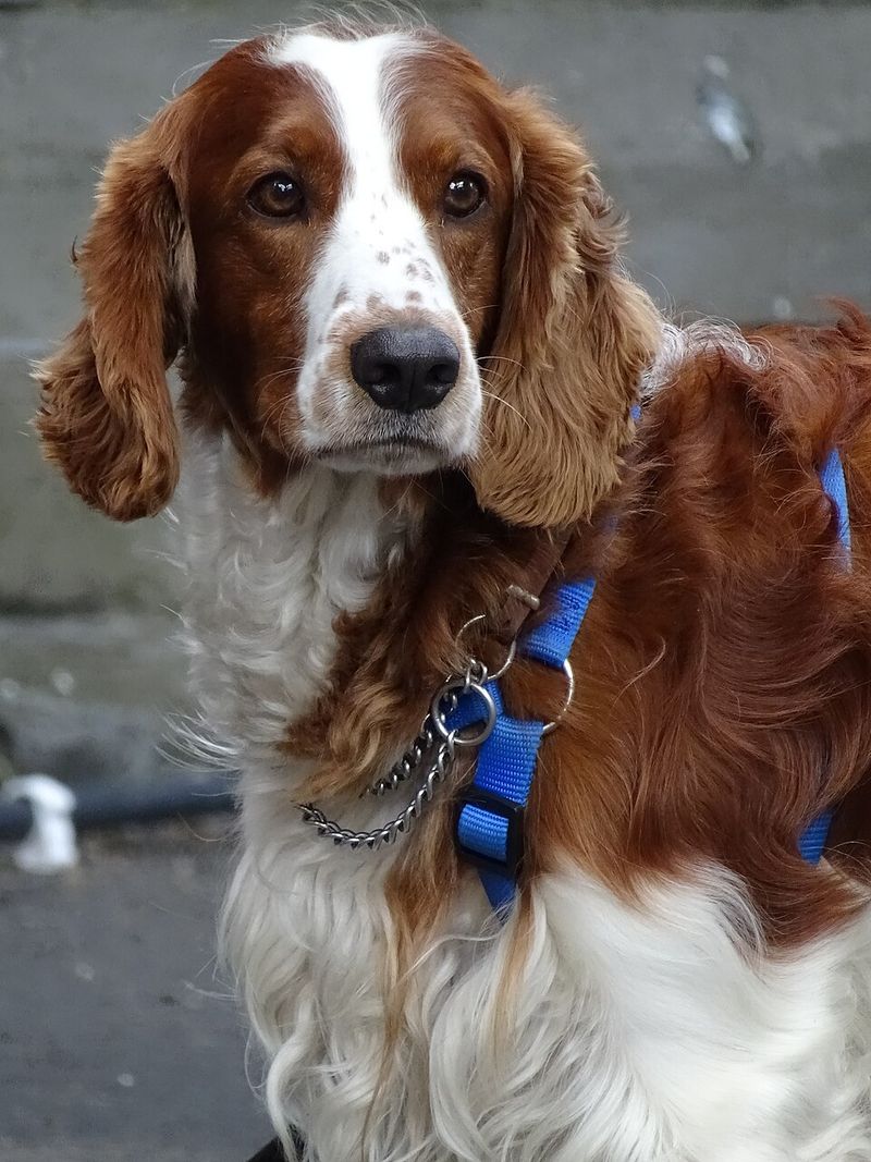 The best-kept secret among experienced owners may be these 13 underrated dog breeds 9 Welsh Springer Spaniel