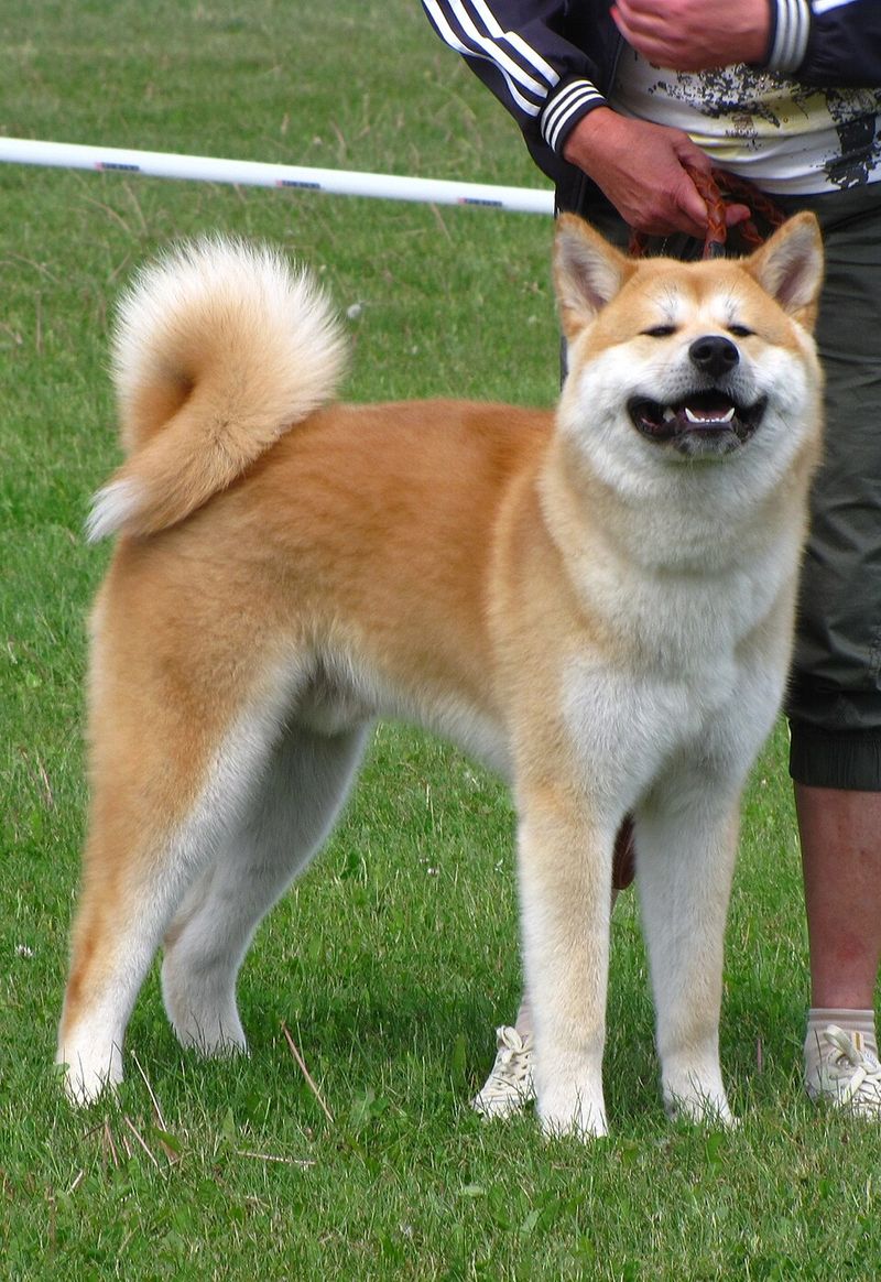 Looking for unwavering devotion? Start with these remarkable dog breeds 2 Akita