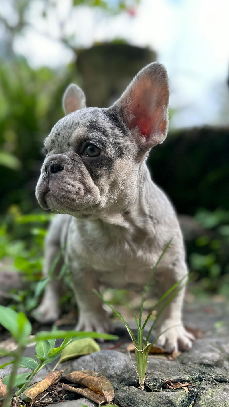 French Bulldog