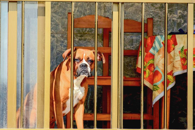 Live where summers get serious? Breed choice matters more than many owners realize 11 Boxer