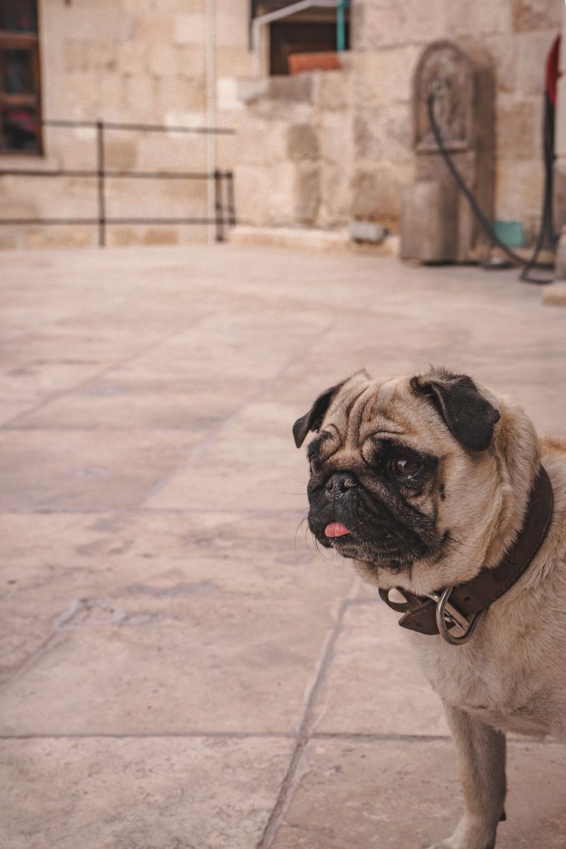 10 dog breeds where one strange smell can be easy to dismiss - until you realize why it changed 8 Pug