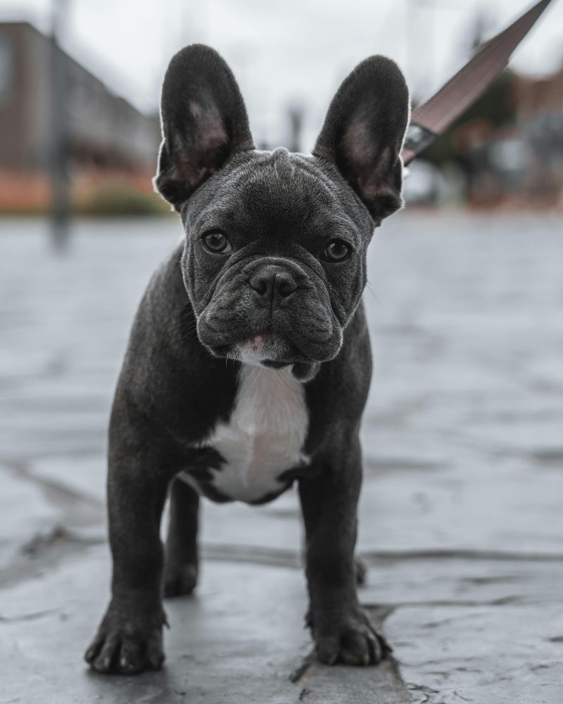 French Bulldog