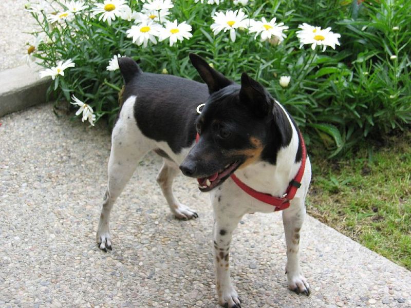 One toy is all it takes for these 18 dog breeds to lose all perspective 11 Rat Terrier