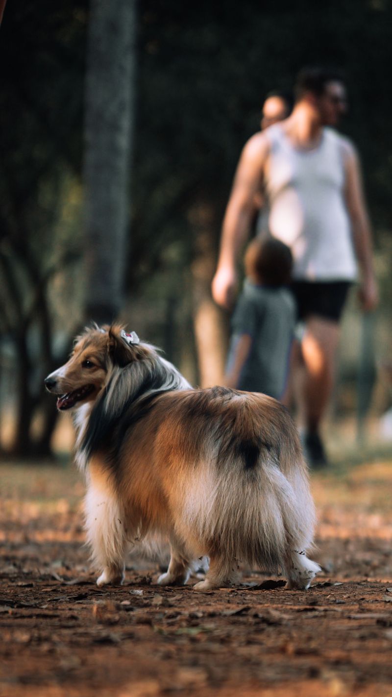 Shetland Sheepdog