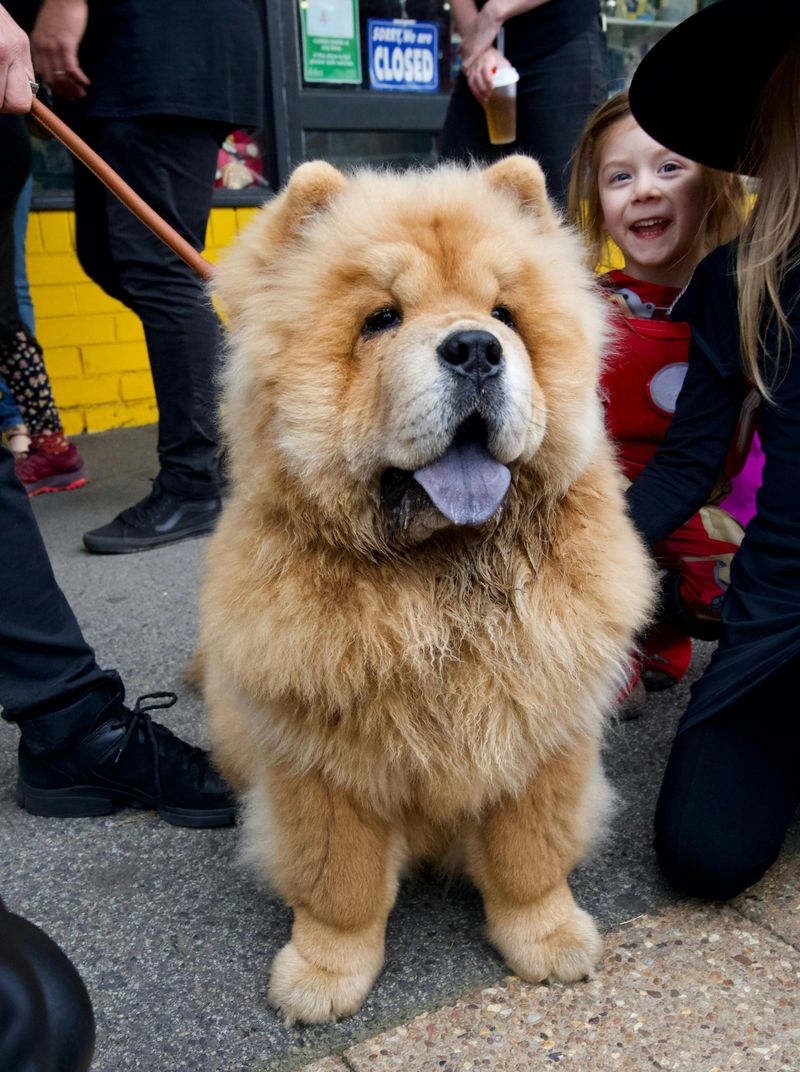 12 dogs that prove love isn’t always obvious 4 Chow Chow