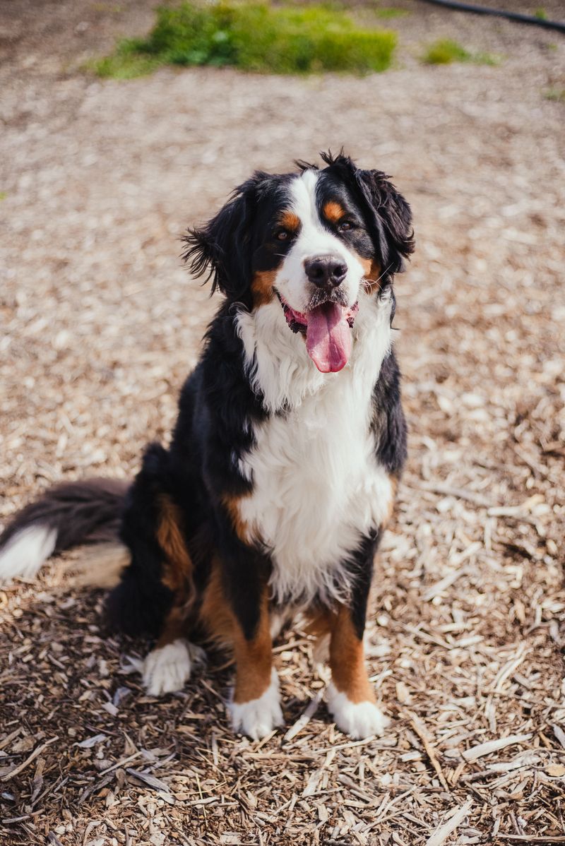 Some dog breeds leave such a lasting impression that every future companion has big shoes to fill 10 Bernese Mountain Dog