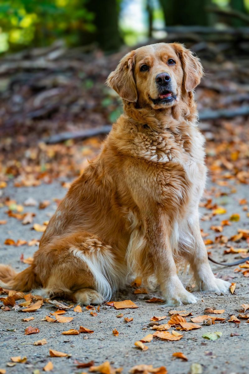 18 Highly Intelligent Large Dog Breeds That Learn New Tricks Quickly 4 Golden Retriever