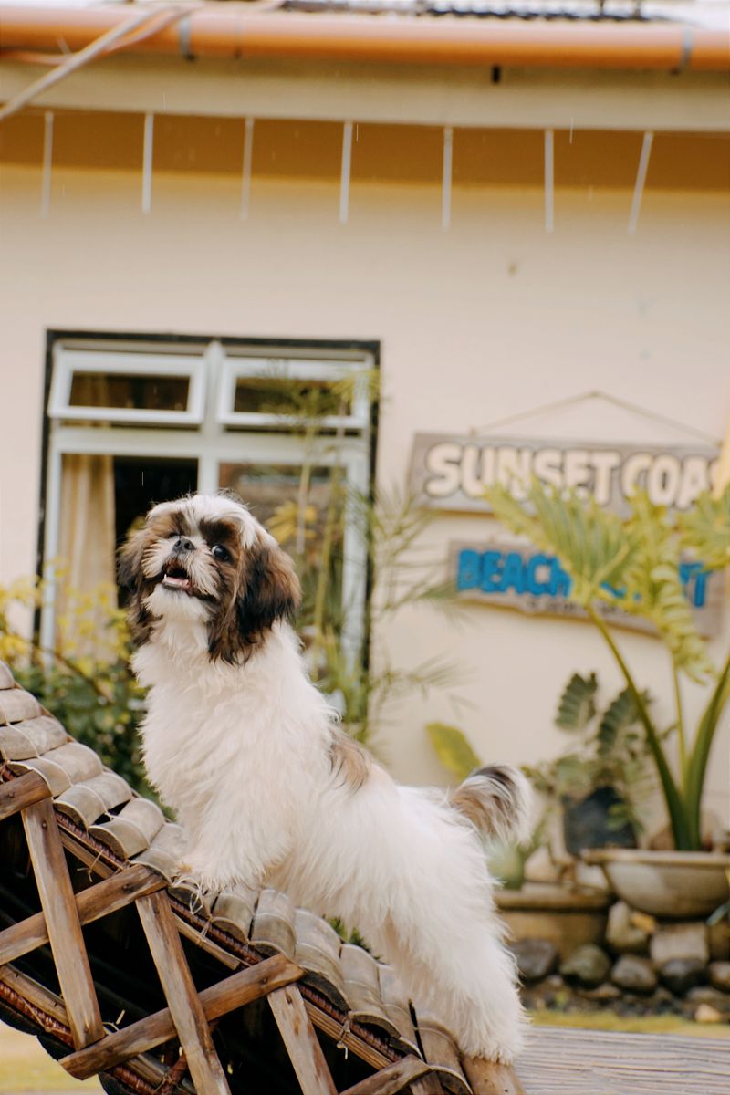 Small body, enormous presence - these toy dog breeds refuse to be treated like accessories 11 Shih Tzu