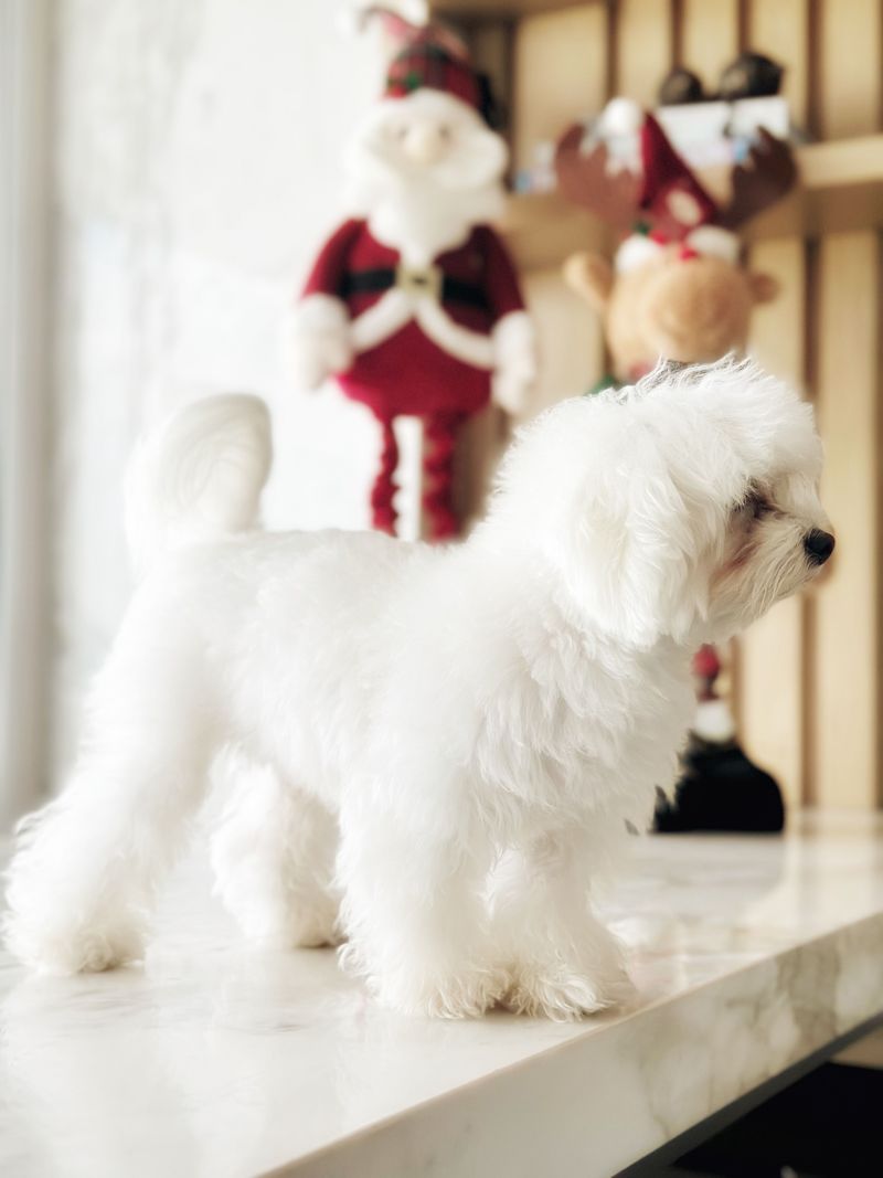 Long walks aren't essential for every dog - These breeds can thrive with a smarter daily routine 9 Maltese