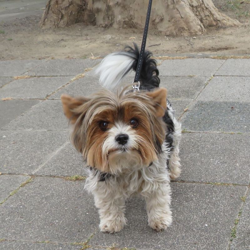 24 Dog Breeds Rapidly Rising in Popularity in 2025 8 Biewer Terrier