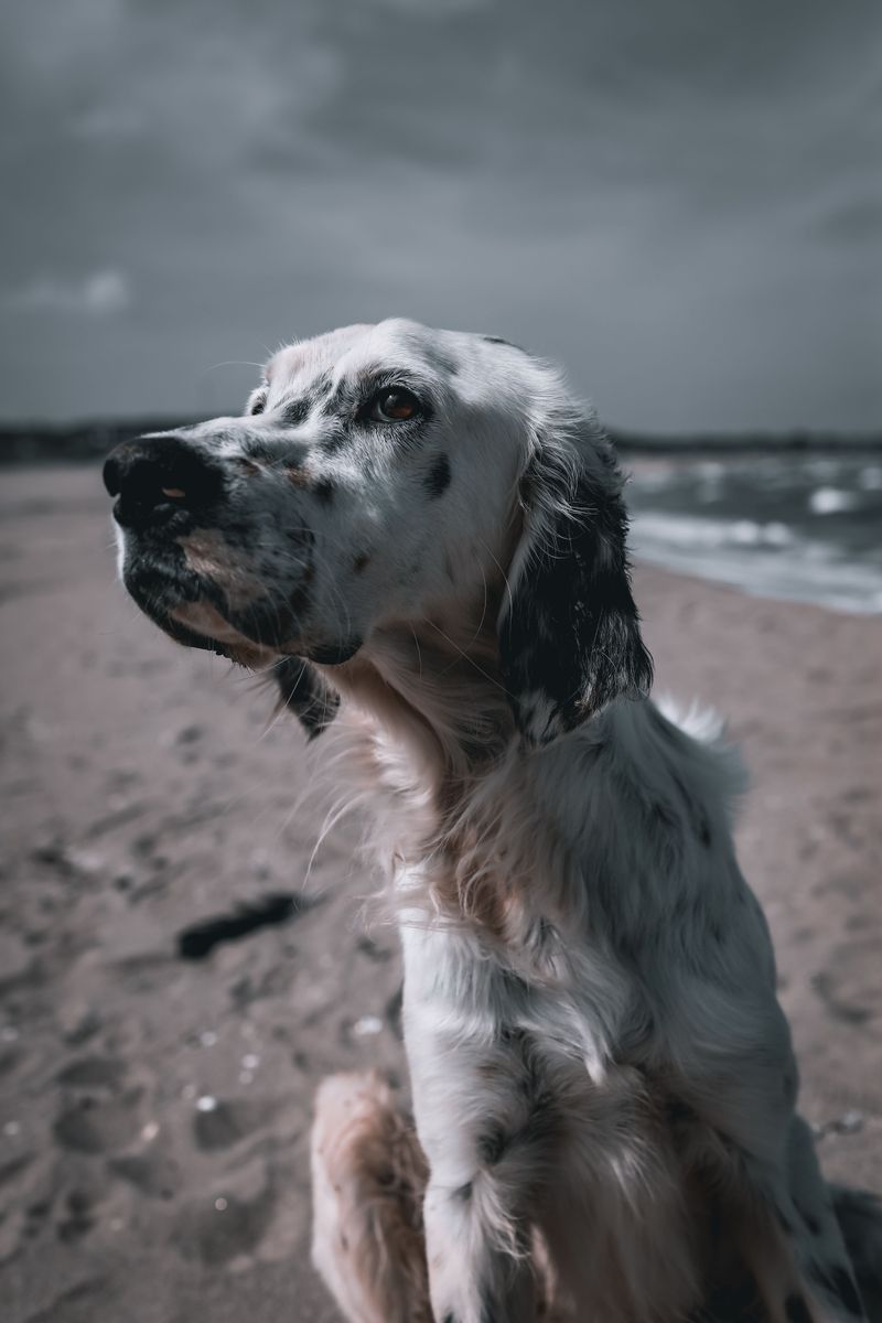 English Setter