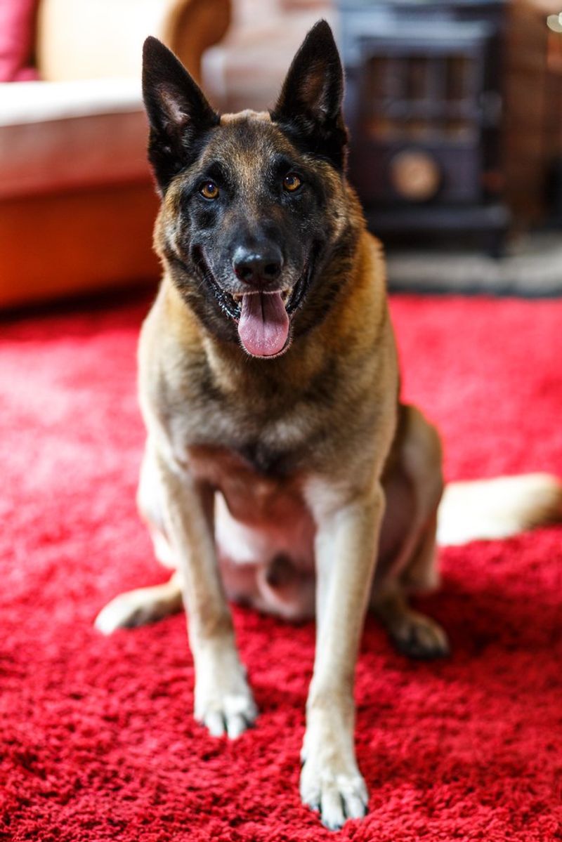 11 fearless dog breeds ever known, plus 3 steady and dependable breeds 5 Belgian Malinois