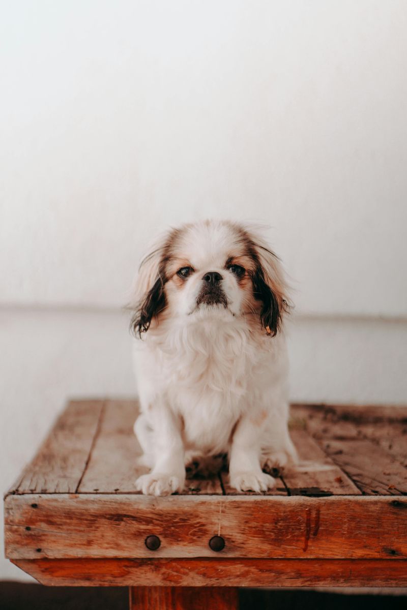 24 Tiny Dog Breeds Weighing Under 5 Pounds – Small in Size, Big in Personality 9 Japanese Chin