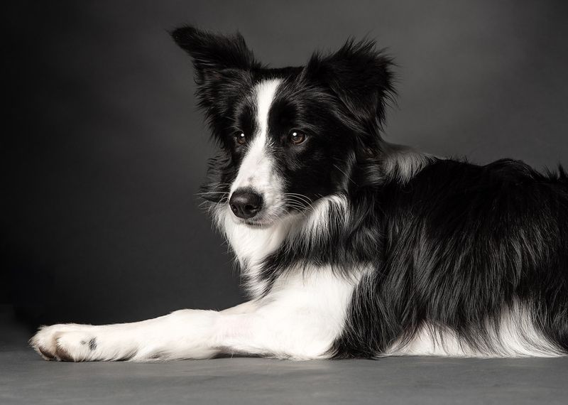 These 12 dog breeds have comforted, guided, and helped millions - plus 3 underrated heroes 6 Border Collie