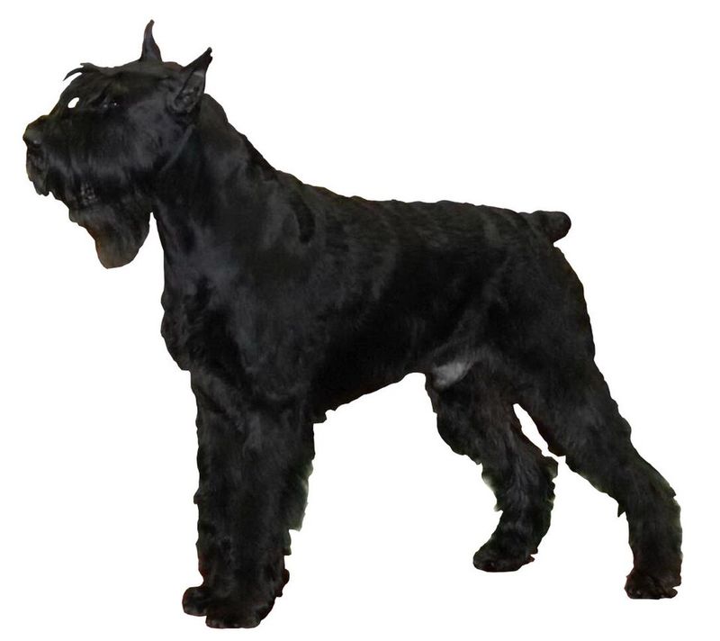 These 11 guardian breeds are becoming family favorites again - plus 3 impressive alternatives 6 Giant Schnauzer