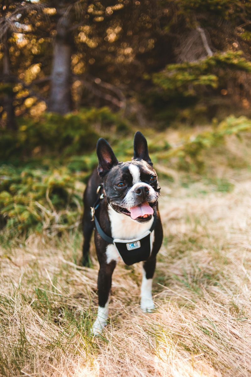 Boston Terrier