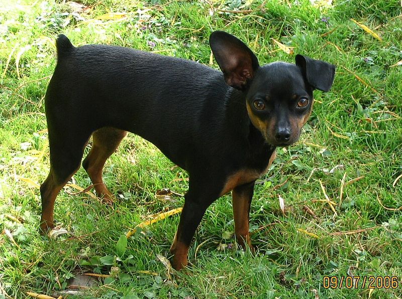 Miniature Pinscher