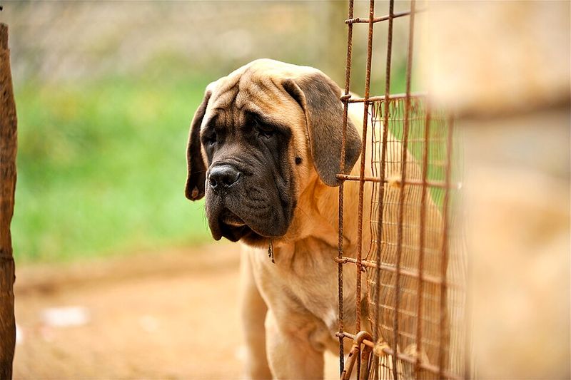 English Mastiff
