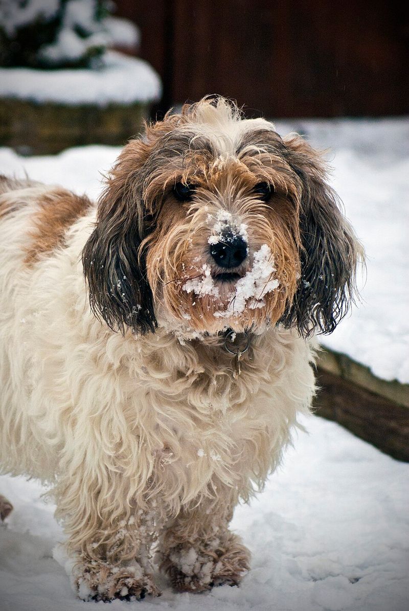 16 dog breeds that behave differently the second food is even mentioned 10 Petit Basset Griffon Vendeen