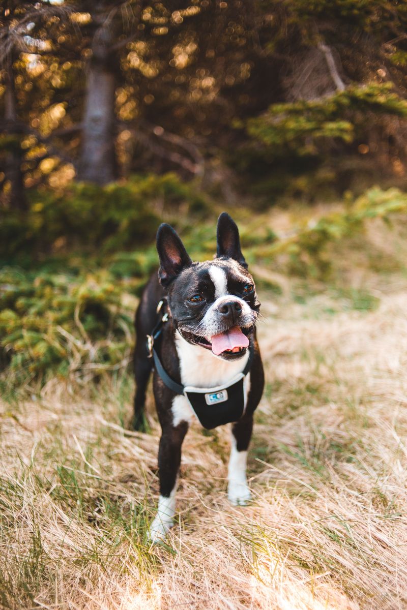 Looking for a tidier companion? These dog breeds have some naturally neat habits 9 Boston Terrier