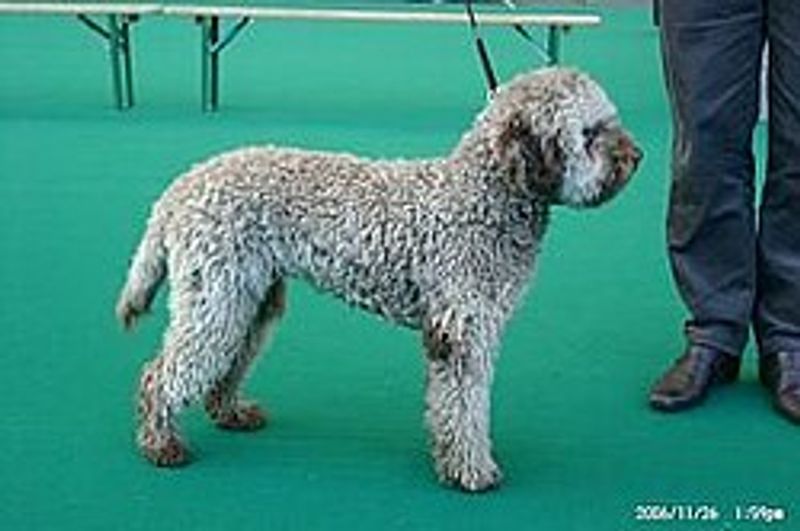 Lagotto Romagnolo