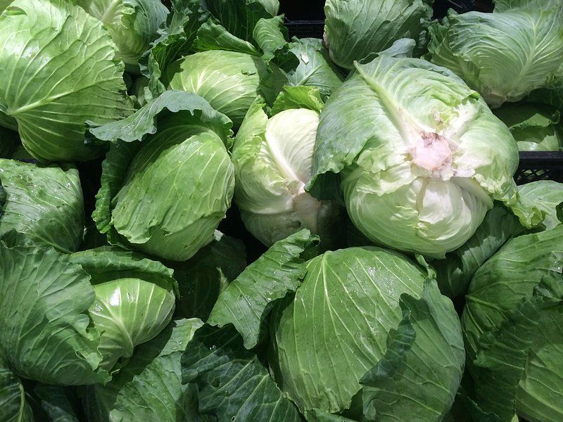 19 Safe and Nutritious Vegetables Dogs Can Enjoy 17 Cabbage