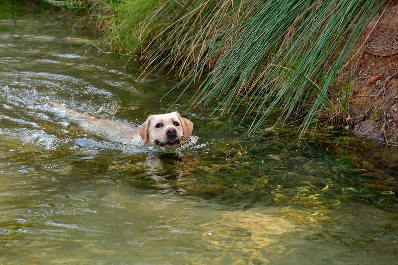 Heat-acclimate swimming