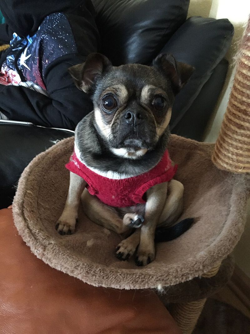 A few famous mixes dominate attention - These unusual combinations barely get mentioned 2 Chug - Chihuahua × Pug