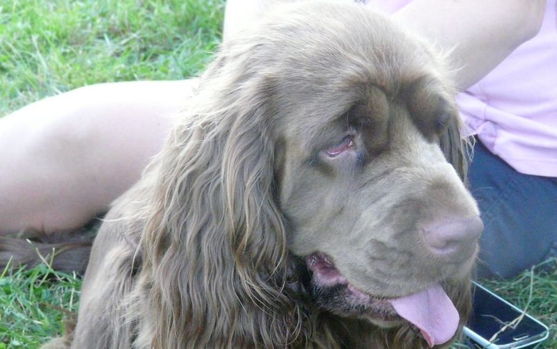 Sussex Spaniel