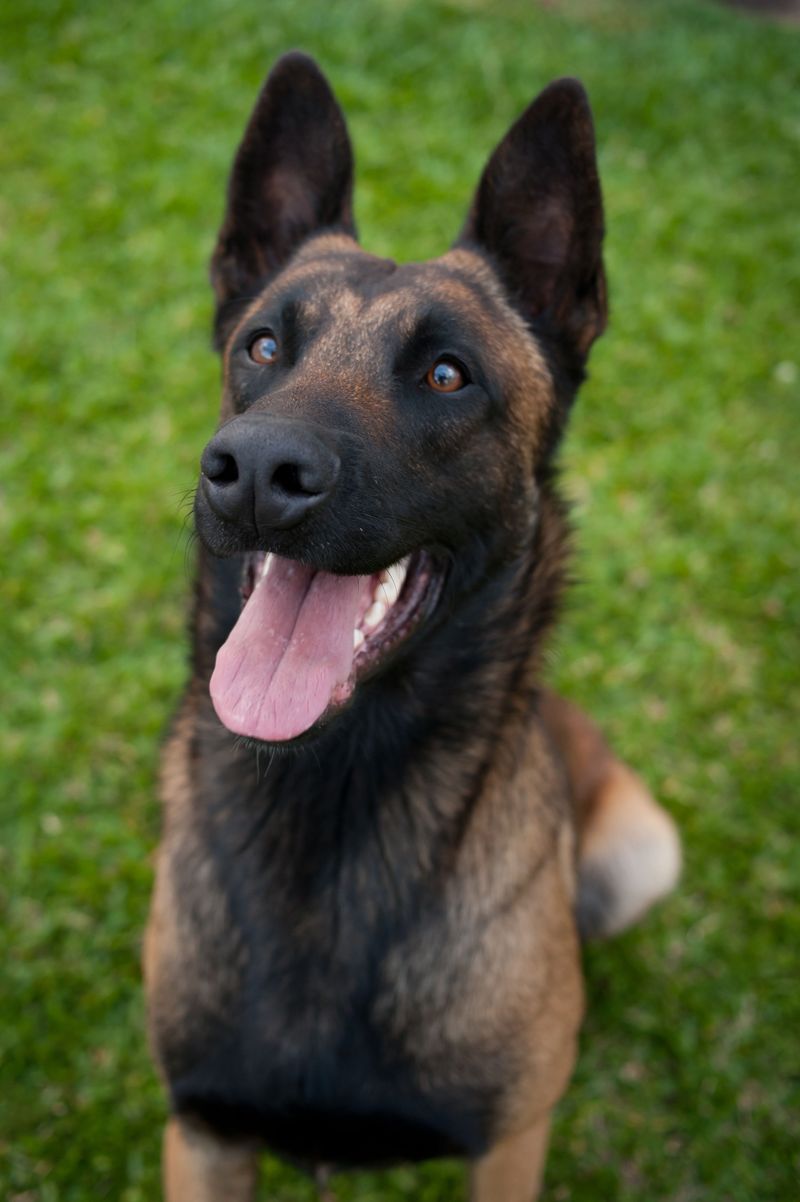 These 10 dog breeds don't bond with everyone - but when they do, it's extraordinary 9 Belgian Malinois