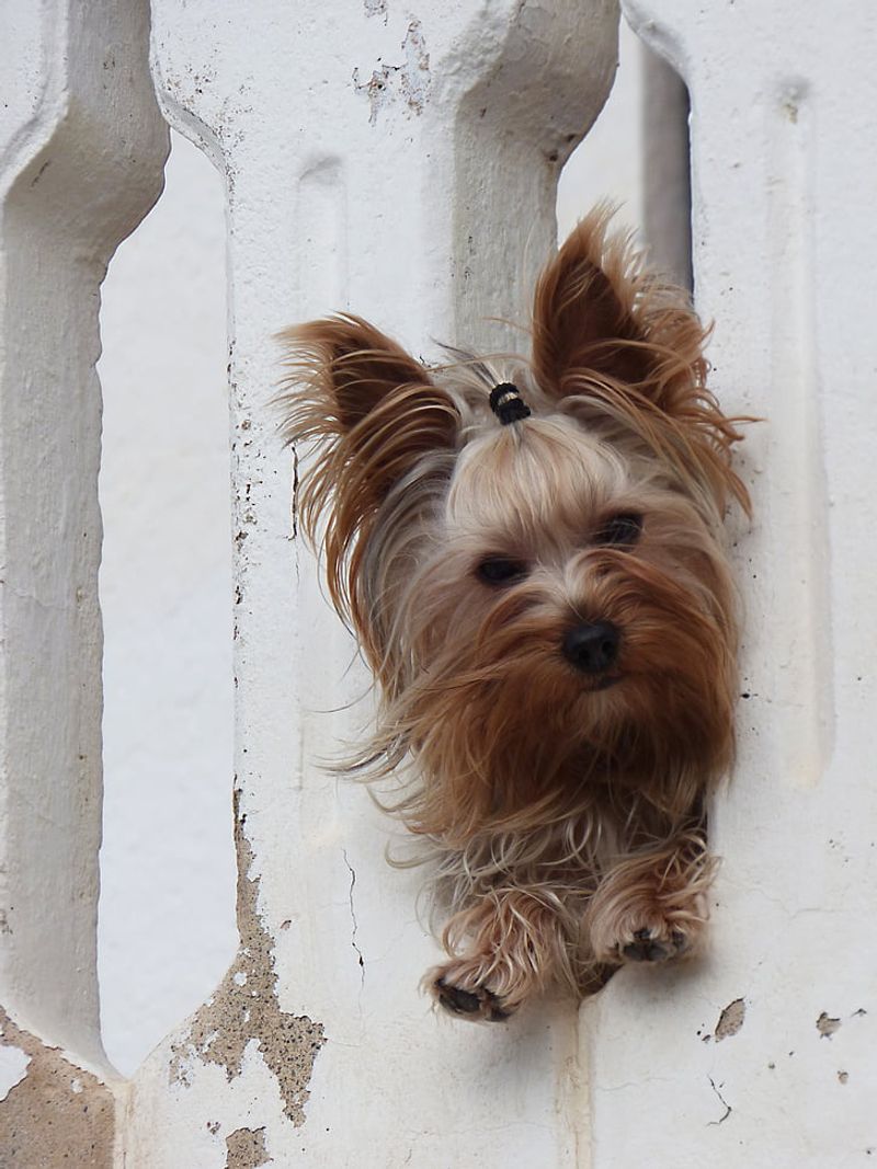 Yorkshire Terrier