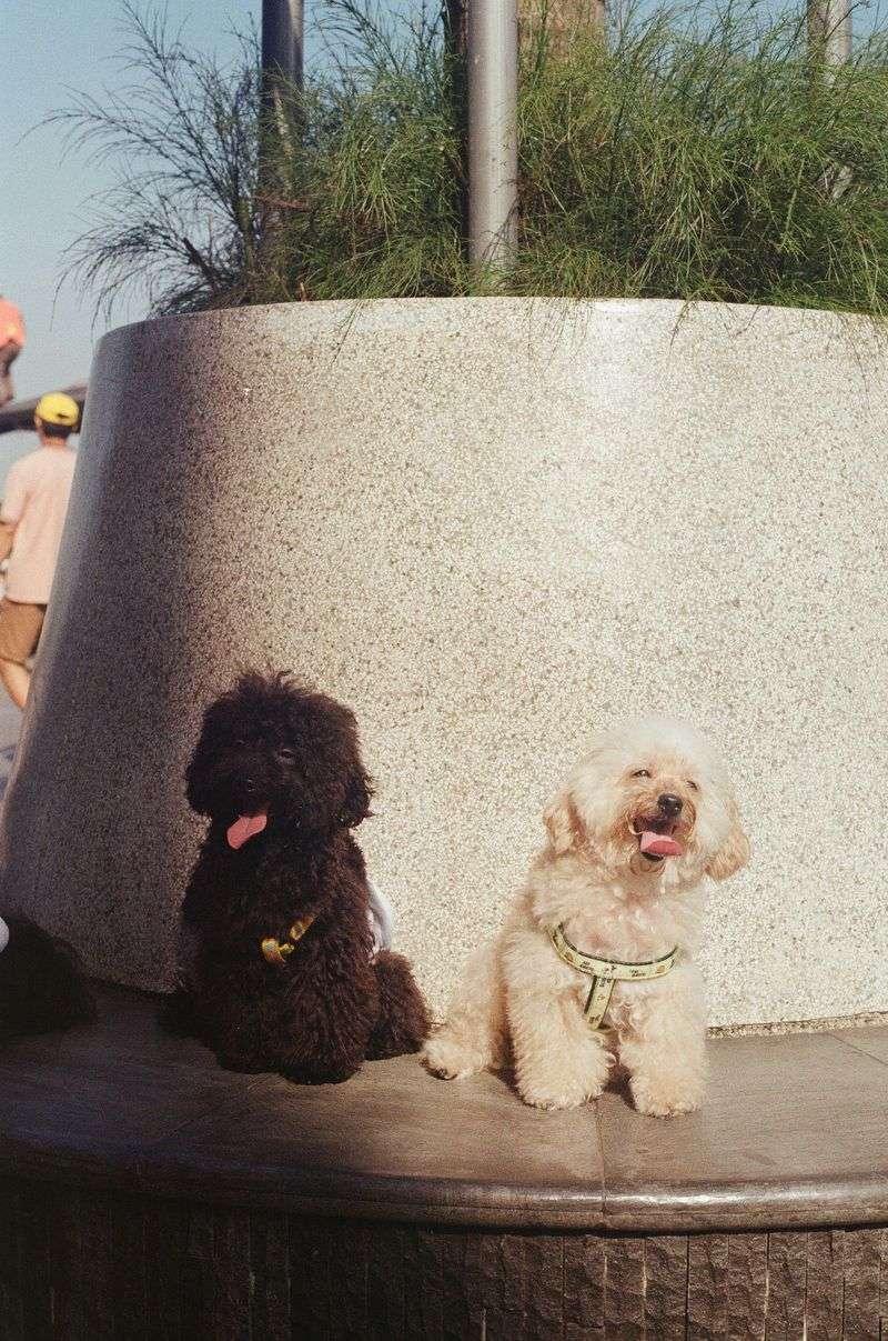 Think your dog is just keeping you company? These 12 breeds may be doing much more 4 Poodle