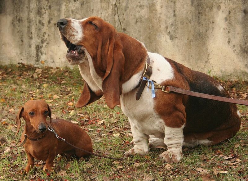 10 dogs that turn bedtime into comedy - plus 3 that treat owners like employees 6 Basset Hound