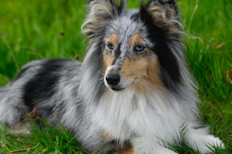 13 dog breeds known for reliable off-leash behavior 7 Shetland Sheepdog