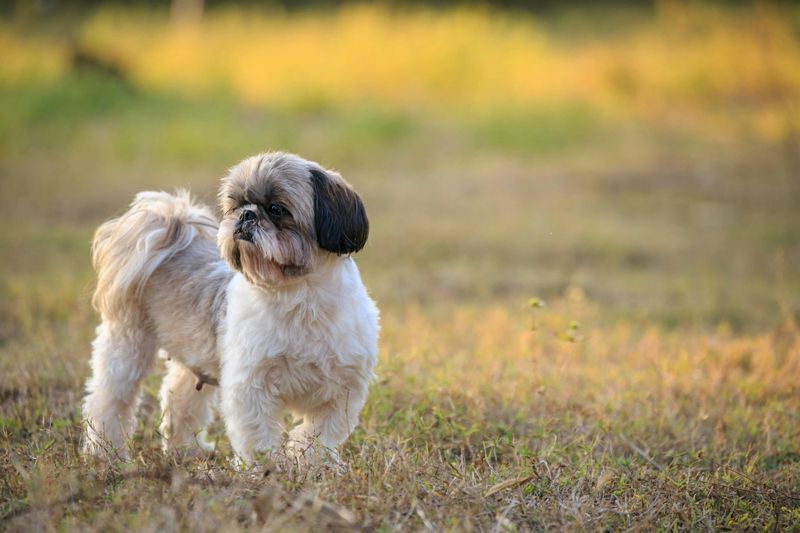 Shih Tzu