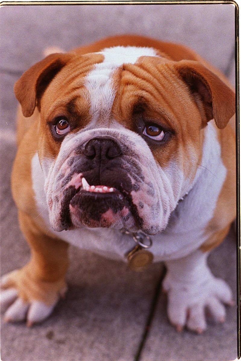 English Bulldog