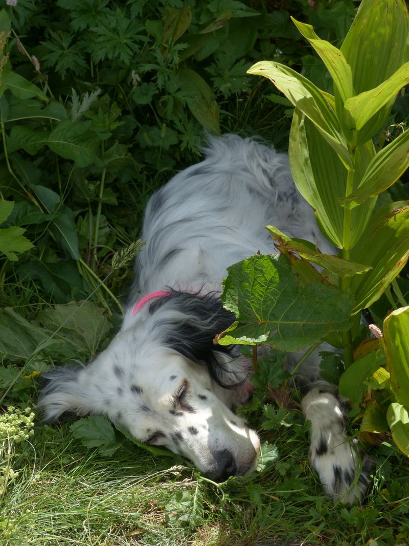 Where Outdoor Dogs Prefer to Sleep: 19 Safe and Cozy Options 10 Under Bushes or Garden Plants