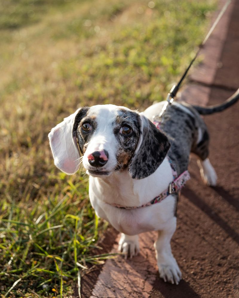 Dachshund