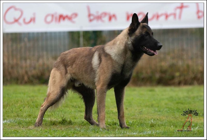 Belgian Malinois