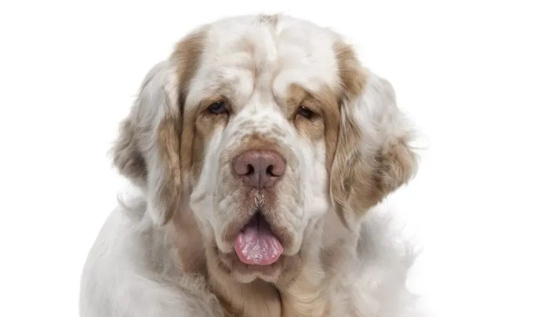 16 Laid-Back Dog Breeds That Would Happily Join You for Every Netflix Marathon 2 Clumber Spaniel
