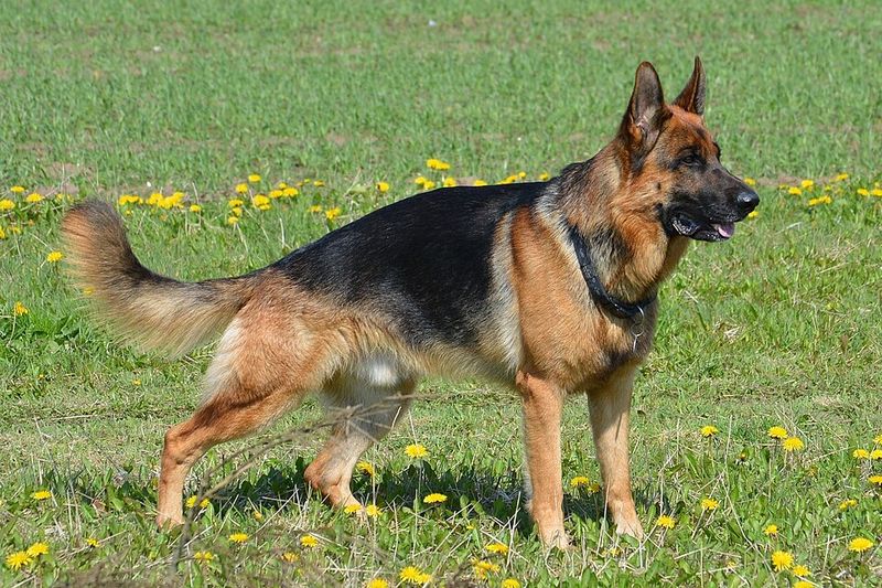 10 dog breeds most commonly returned to shelters - and why it happens 3 German Shepherd