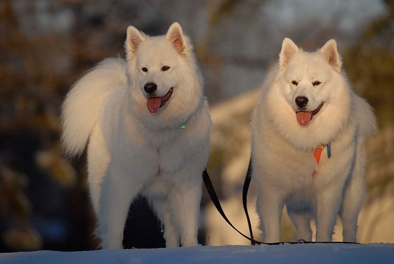 13 forever-young dog breeds that act like puppies well into adulthood 10 Samoyed
