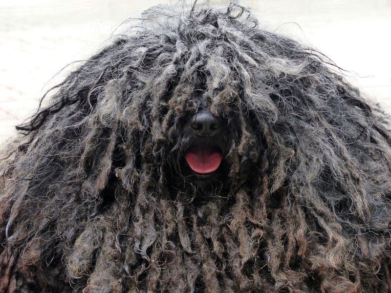 Bergamasco Shepherd
